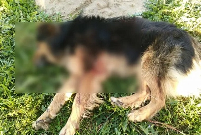 Житель Пинского района застрелил собаку на глазах у хозяев